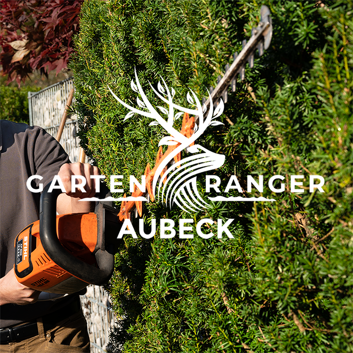 Hecke wird geschnitten