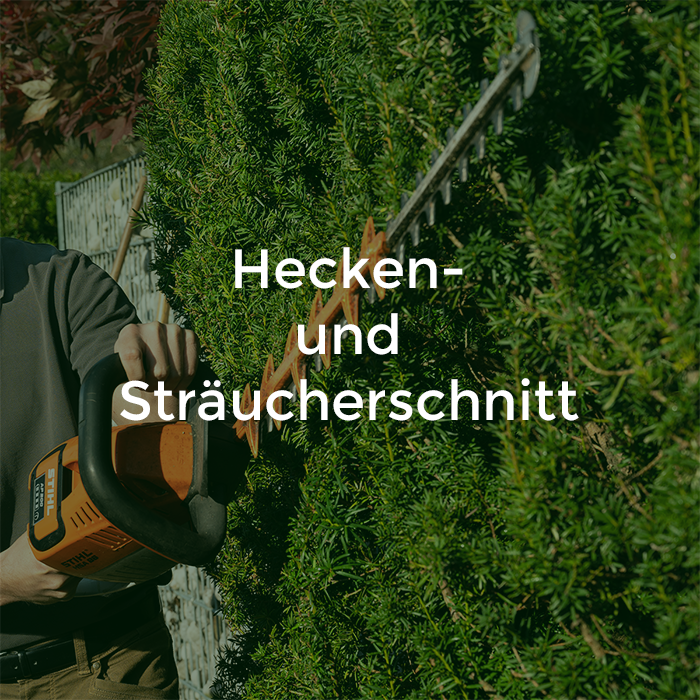 Hecke wird geschnitten