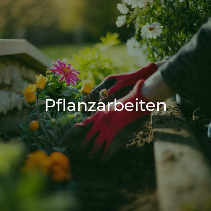 Blumen werden in Beet gepflanzt